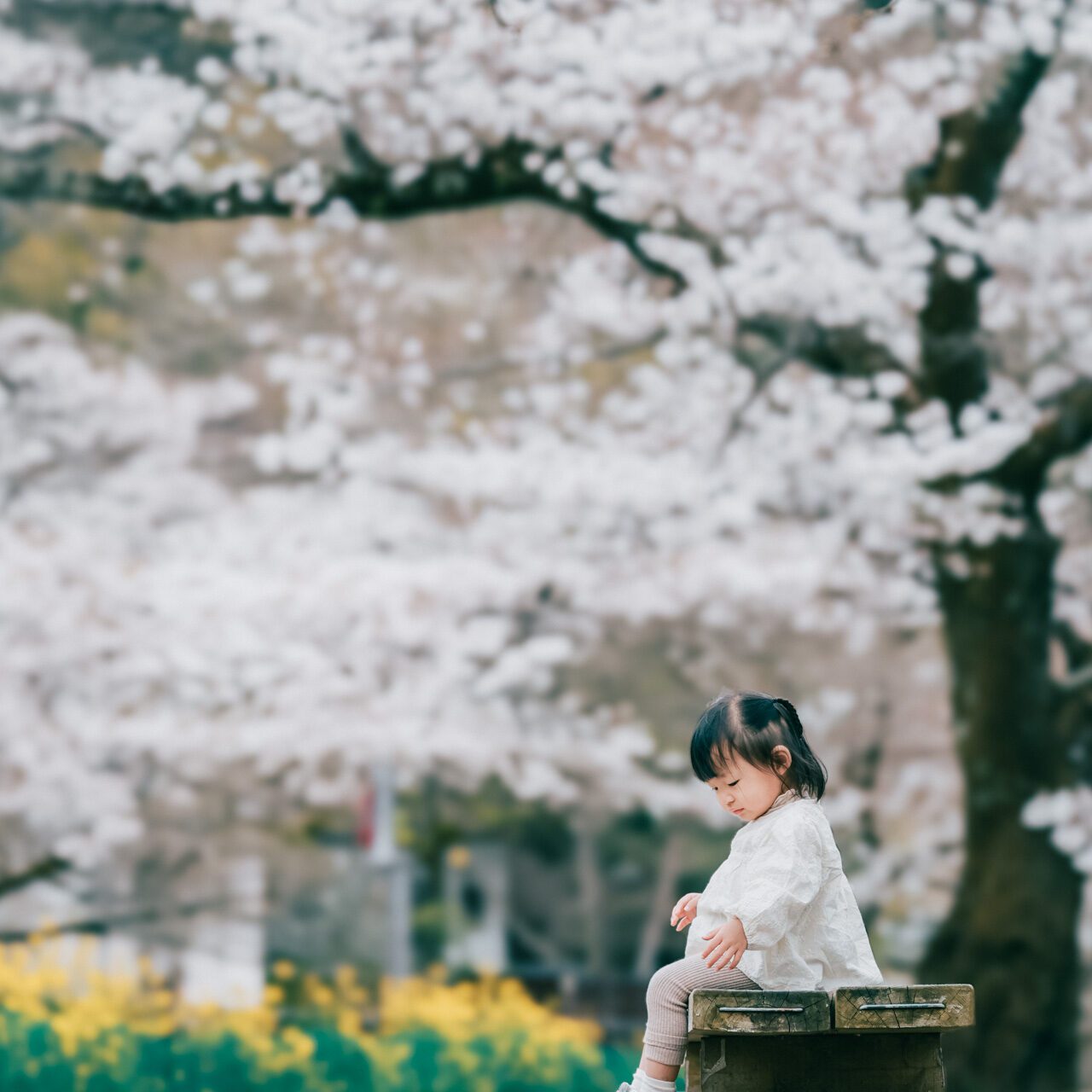 京都旅拍|櫻花|親子寫真|全家福|旅行紀錄